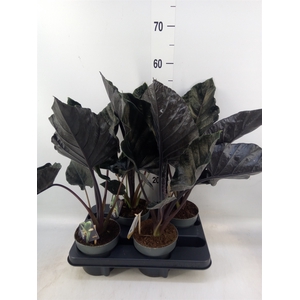 Alocasia   ...