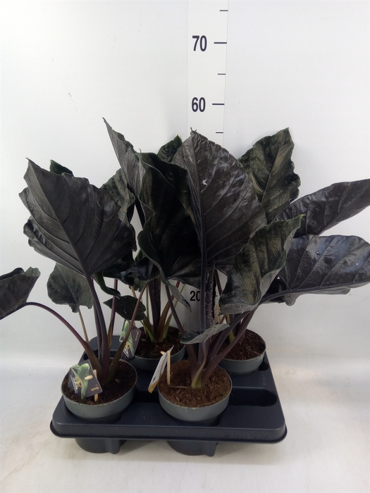 <h4>Alocasia   ...</h4>
