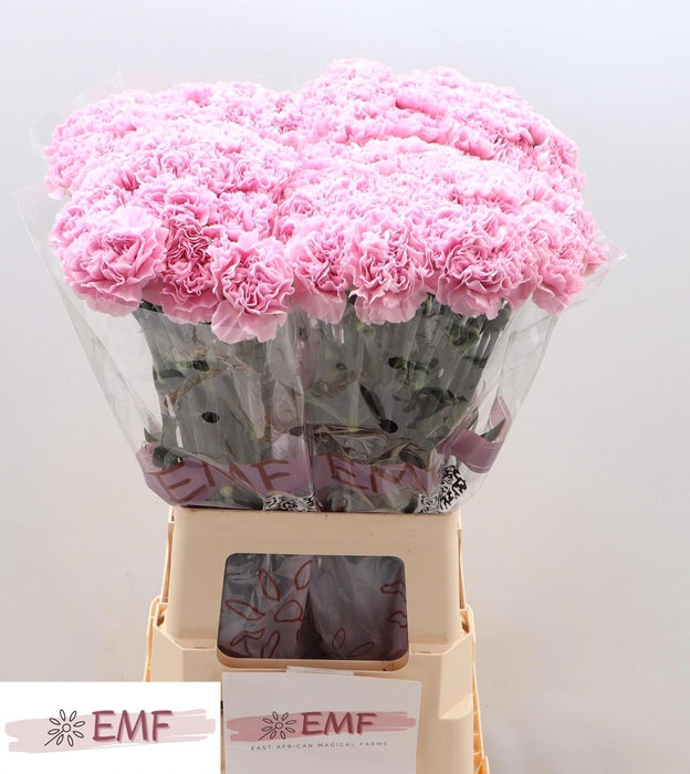 <h4>DI ST CLEARWATER</h4>