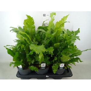 Asplenium nidus 'Campio'