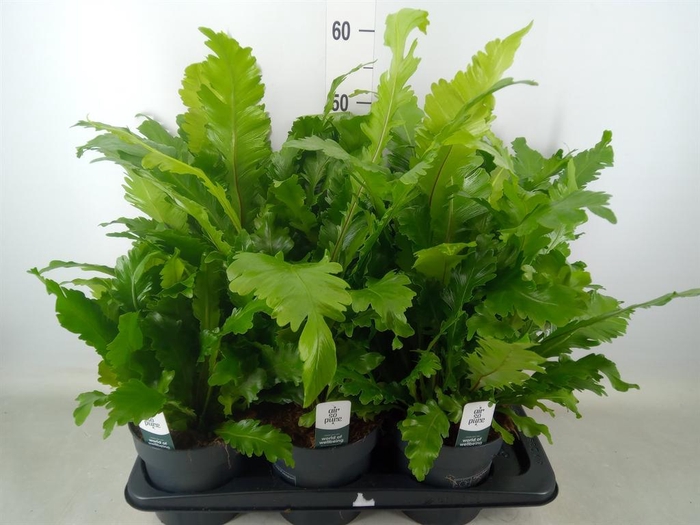 <h4>Asplenium nidus 'Campio'</h4>