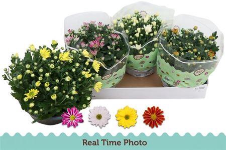 <h4>Chrys Gem 4 Kl</h4>