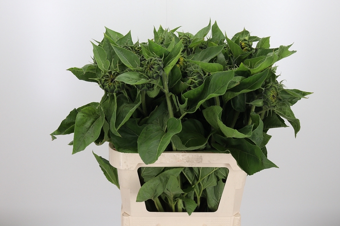 <h4>Helianthus Sunrich Orang</h4>