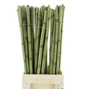 PERSICARIA 90CM