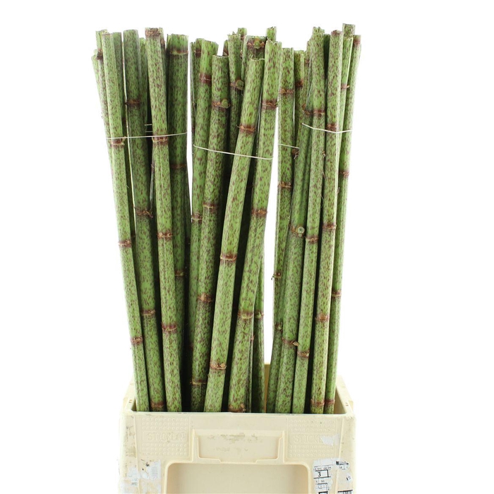 <h4>PERSICARIA 90CM</h4>