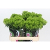 Dianthus Br Kiwi Mellow