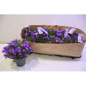 Camp Portenschlagian