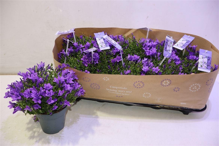 <h4>Camp Portenschlagian</h4>