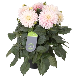 Dahlia Suniq XXL Wit -Roze Avalanche 23cm