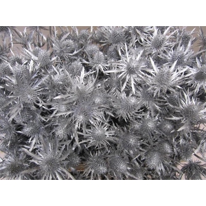 Eryn Orion Zilver L50