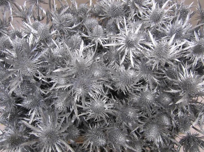 <h4>Eryn Orion Zilver L50</h4>