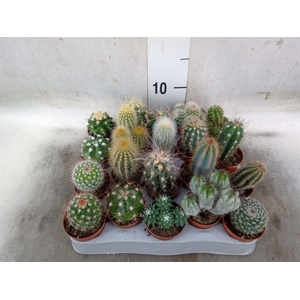 Cactus   ...mix