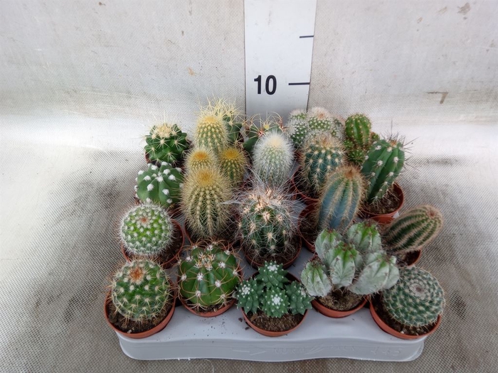 <h4>Cactus   ...mix</h4>