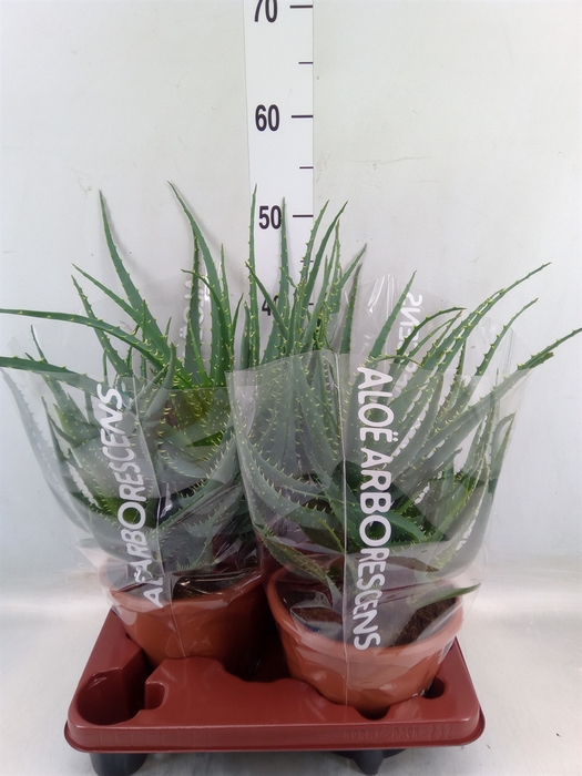 <h4>Aloe arborescens</h4>