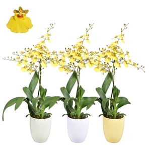 Easter Oncidium 1 tak met groen, geel en wit keramiek