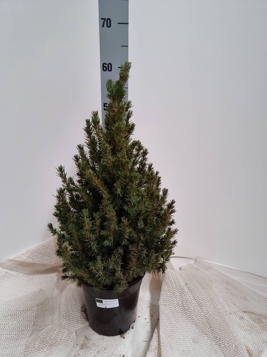 <h4>PICEA GL CONICA</h4>