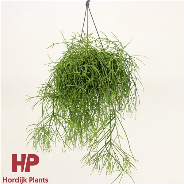 <h4>Rhipsalis baccifera 'Oasis'</h4>