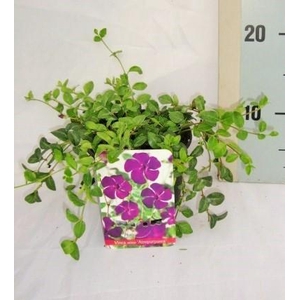 Vinca minor 'Atropurpurea'