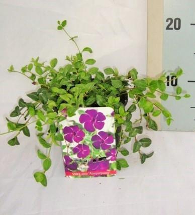 <h4>Vinca minor 'Atropurpurea'</h4>