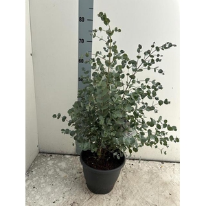 EUCAL URNIGERA