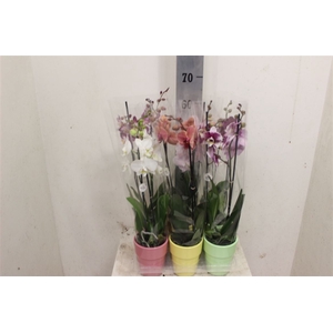 Phalaenopsis gemengd