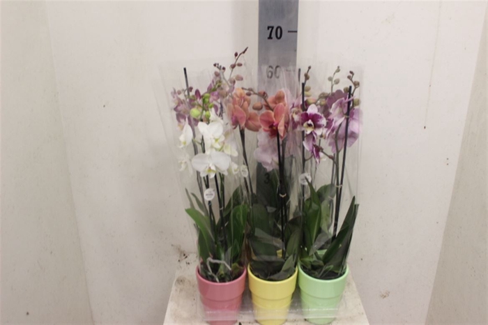<h4>Phalaenopsis gemengd</h4>