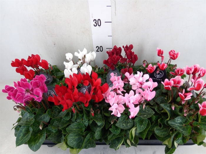 <h4>Cyclamen KL   ...patio</h4>