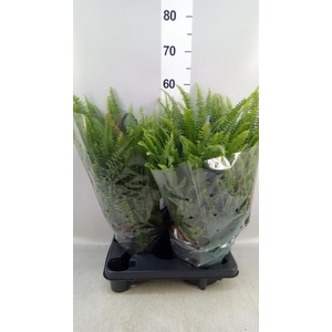 Nephrolepis exal. 'Green Lady'