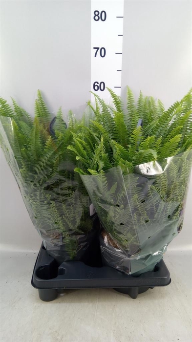 <h4>Nephrolepis exal. 'Green Lady'</h4>