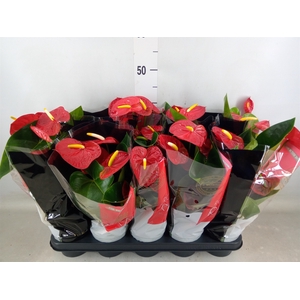 Anthurium andr. 'Royal Champion'