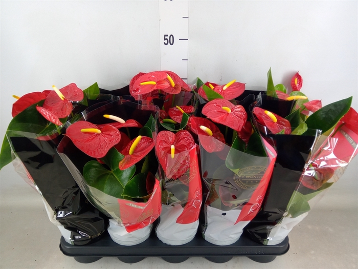 <h4>Anthurium andr. 'Royal Champion'</h4>
