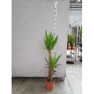 Yucca ...