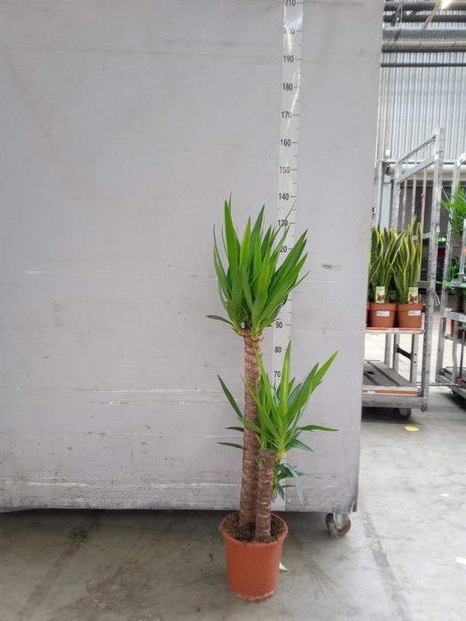 <h4>Yucca ...</h4>