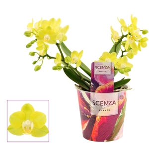Phalaenopsis Table Lemon 2-3 tak (Scenza)
