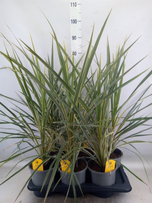 <h4>Cordyline austr. 'Variegata'</h4>