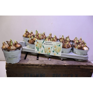 arr8 Narc D Bridal Crown