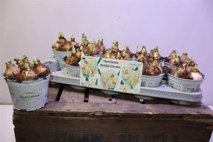 <h4>arr8 Narc D Bridal Crown</h4>