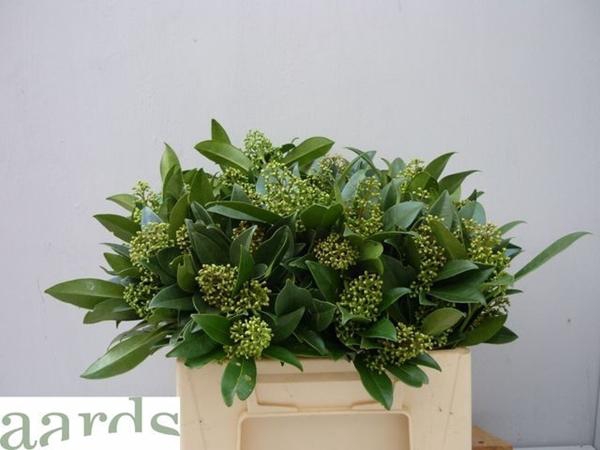 <h4>SKIM C KEW GREEN BOS</h4>