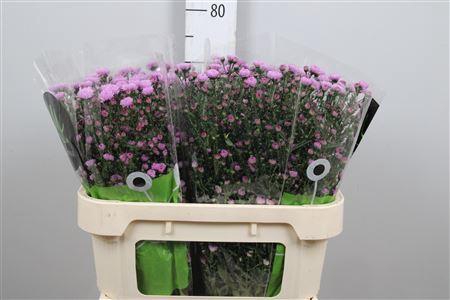 <h4>Ast Double Da Pink</h4>