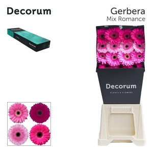 Gerbera Mix Romance Diamond