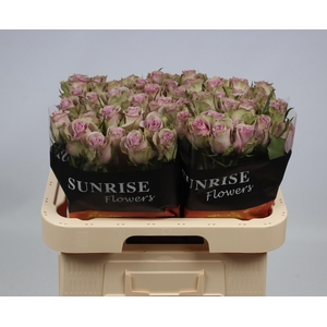 R GR SAMANTHA BRIDAL