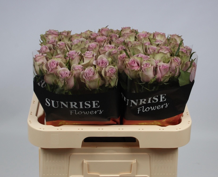 <h4>R GR SAMANTHA BRIDAL</h4>