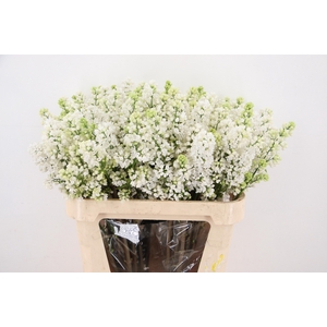 SYR V MME FL STEPMAN RIPE CUT 2+