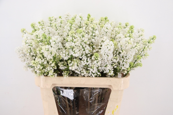 SYR V MME FL STEPMAN RIPE CUT 2+