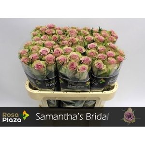 R GR SAMANTHA BRIDAL