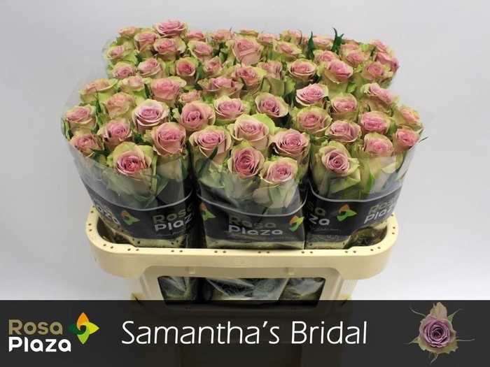 <h4>R GR SAMANTHA BRIDAL</h4>