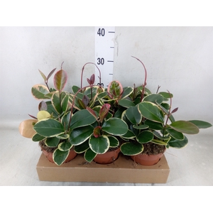 Hoya australis 'Blondie'