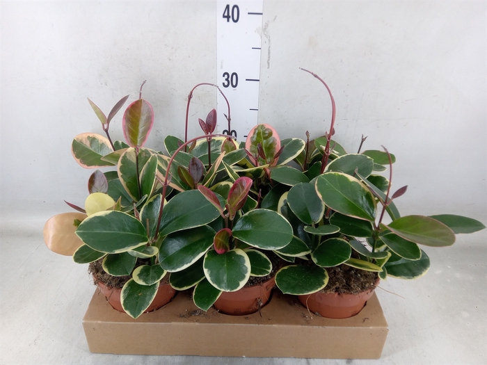 <h4>Hoya australis 'Blondie'</h4>