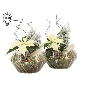 61972: X-mas arrangement met LED