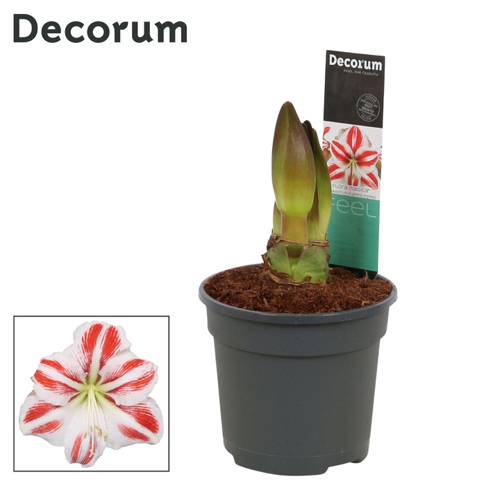 <h4>Amaryllis Flaming Striped 2 Knop (Decorum)</h4>